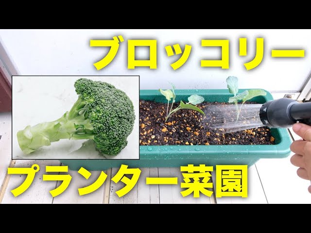 ブロッコリーの初心者向けの簡単な育て方と植え付け方法 プランターで秋冬野菜栽培 Youtube