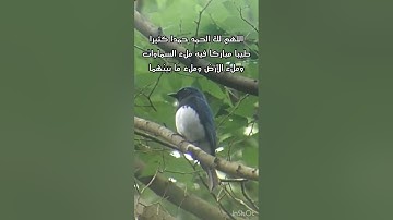 تلاوة خاشعة جميلة تشرح الصدر وتجلي الهم/طبيعة وطيور(سبحان الله وبحمده سبحان الله العظيم )