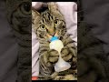 😺 Funny &amp; Cute Animal Videos Compilaton Of The 2025 🤣