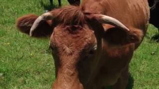 STOCK FOOTAGE 'Close up Cow seaside with weed'