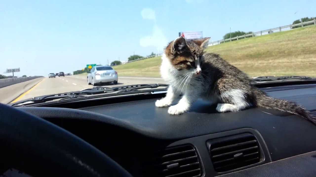 Little Trucker (kitten) YouTube