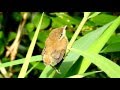 Eurasian Reed Warbler - Teichrohrsänger - Acrocephalus scirpaceus baby