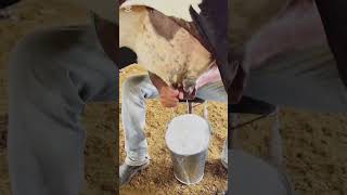 30Kg Milk Arstelian Frizian Biggest Cows Hf Cows Desi Breeding