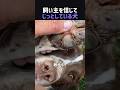 飼い主を信じてじっとしている犬