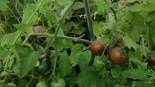 Результаты выращивания томатов черри "Черный жемчуг" от агрофирмы Гавриш