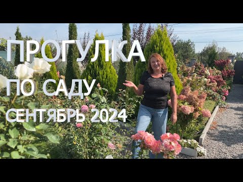ПРОГУЛКА ПО САДУ в СЕНТЯБРЕ 2024г. Новые хвойные растения, кардинальная обрезка пузыреплодника...