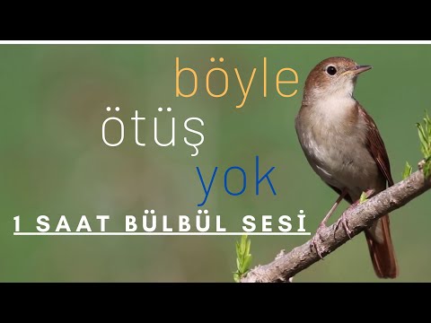 BÜLBÜL SESİ - Doğal Kuş Sesi (1 Saat ) Ormanda Bülbül Ötüşü