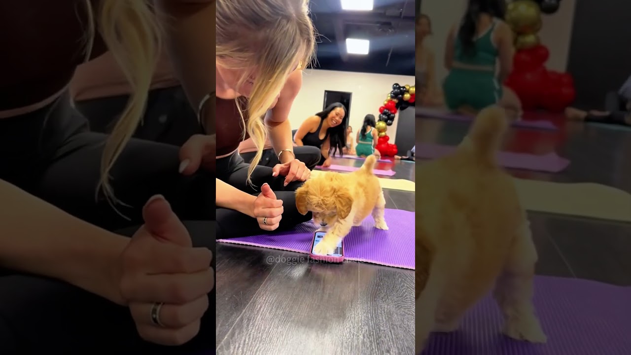 Puppy yoga #puppy #cute #doglove #dogshorts #foryou