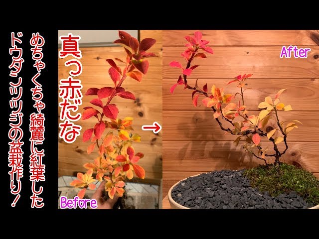 めちゃくちゃ綺麗に紅葉したドウダンツツジの盆栽作り！満天星！黒い