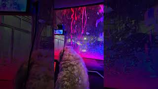 car wash #dogs #smallbreed #pets #dogsandcats