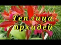 Теплица орхидей (оптовый рынок)