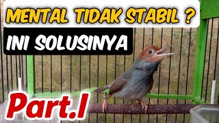 Cara Memulihkan Mental Burung Prenjak Kepala Merah | #Part1
