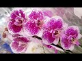 СУПЕР качество ОРХИДЕИ в ЛЕНТА фаленопсис орхидея Orchid phalaenopsiss