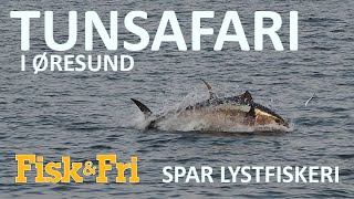 TUNSAFARI MED SPAR LYSTFISKERI