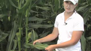 July Corn Diseases