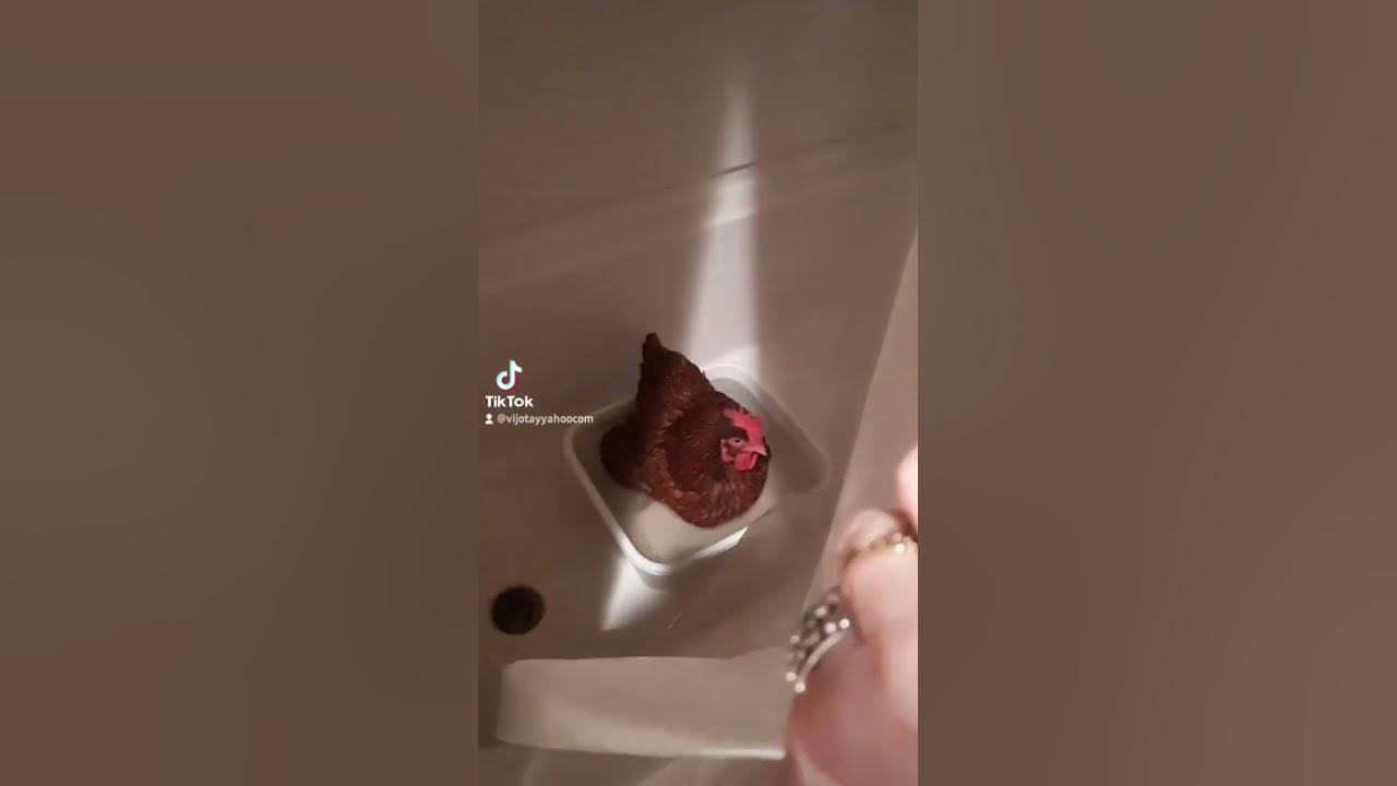 Psycho Shower Scene Psycho Shower Scene