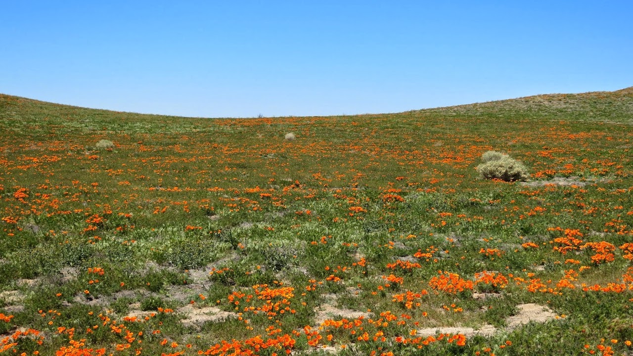 SCSPA College of Agriculture, Ashti Live Stream