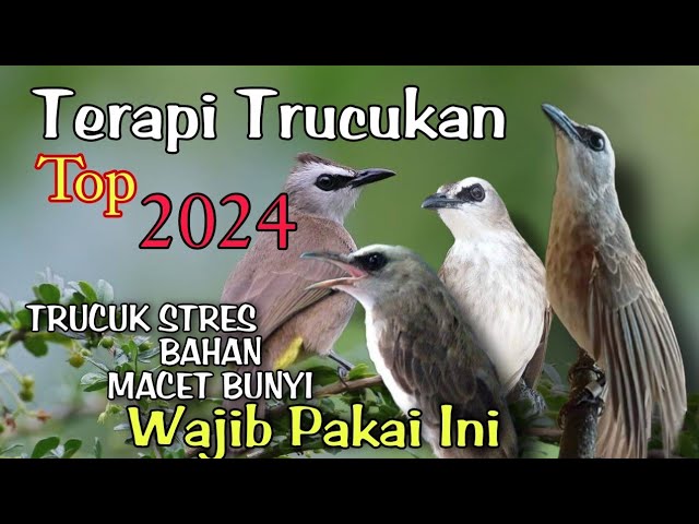 Terapi TRUCUKAN STRES - Terapi Trucuk MACET BUNYI biar cepat gacor dan ropel class=