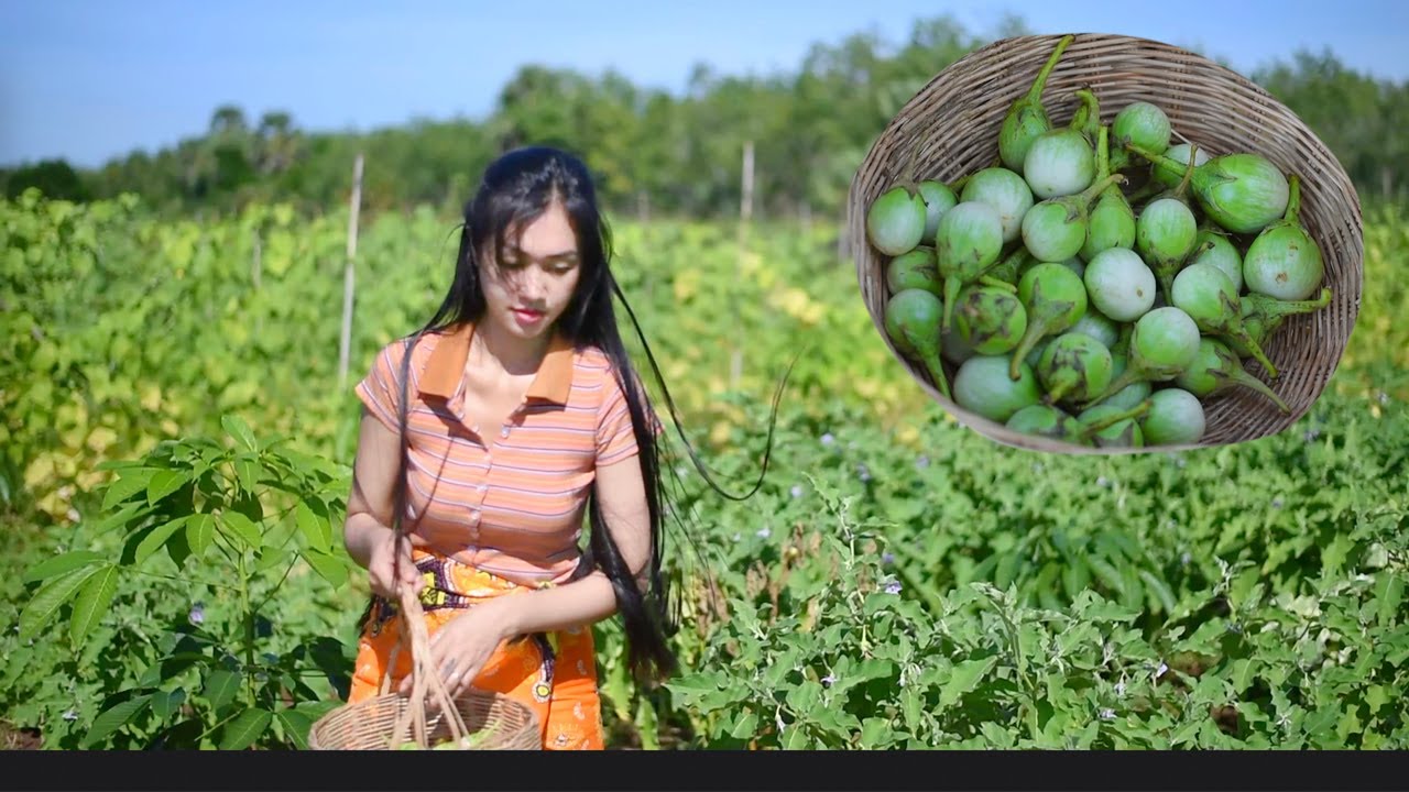 Eggplant Round Asian with fermented fish khmer/so yummy/fytacooking
