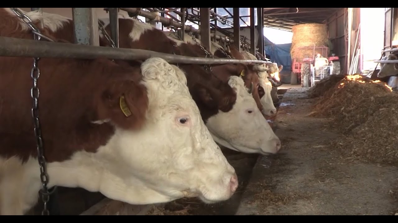 Klinika vet: Epizoda 333