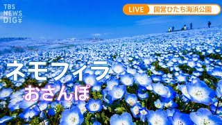 【LIVE】丘一面を彩るネモフィラ　青の絨毯をお散歩 ＠国営ひたち海浜公園（2022年4月28日）