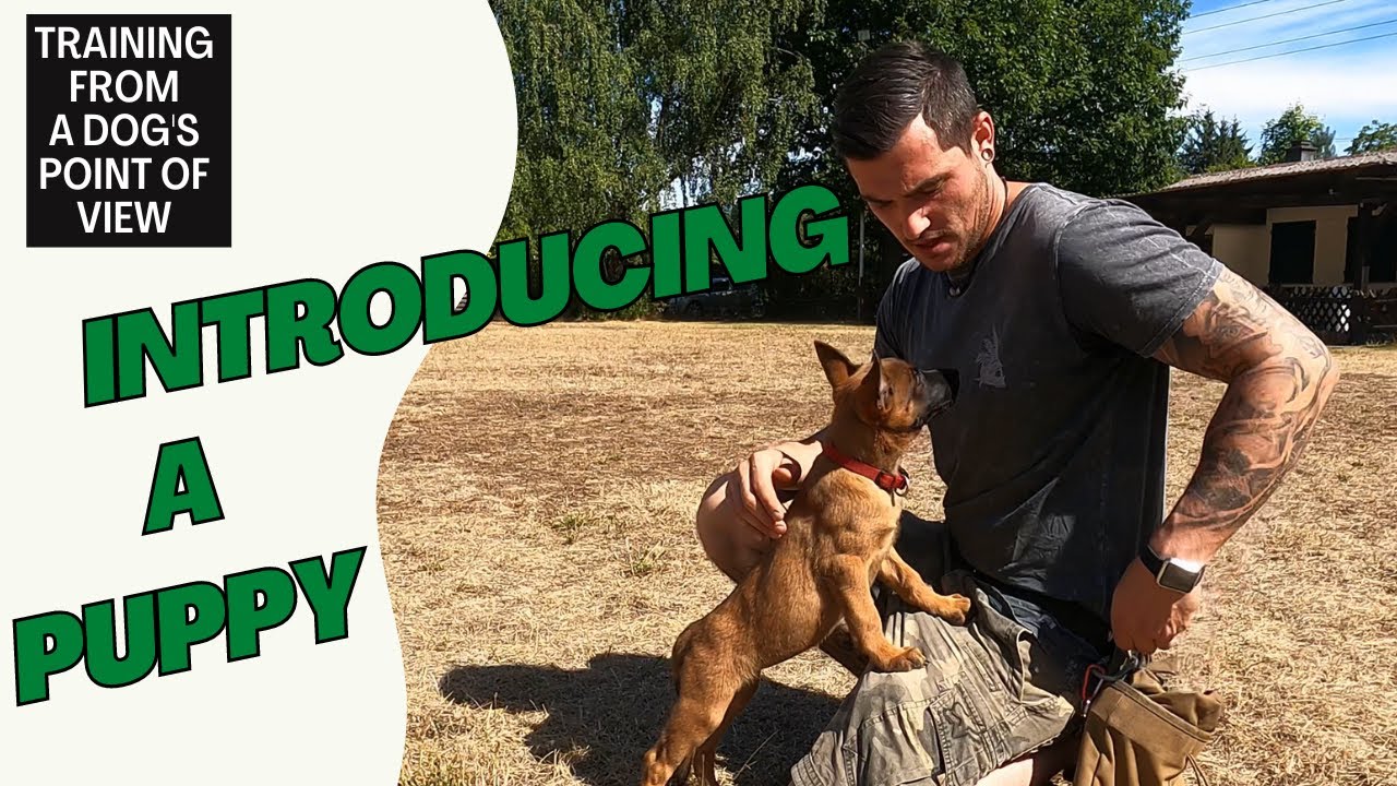 Introducing A Puppy To The First Time On The Training Field YouTube