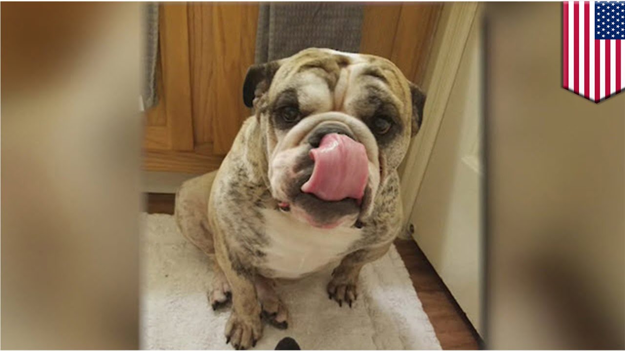 Pet death: Family’s beloved bulldog couldn’t swim, found dead in pet ...