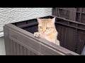 猫が庭に新しい避暑地を見つけたようです