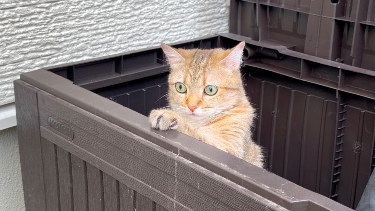 ymmn様　ご確認用　猫の不時着 YouTube
