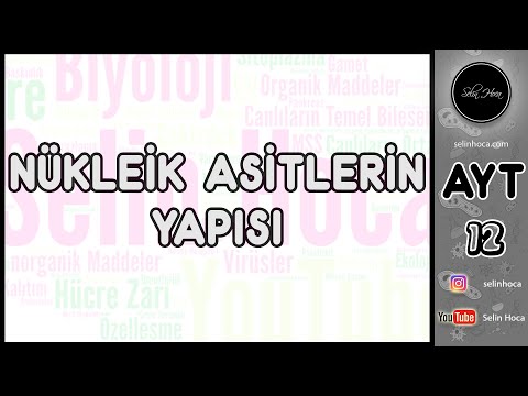 2) Nükleik Asitlerin Yapısı