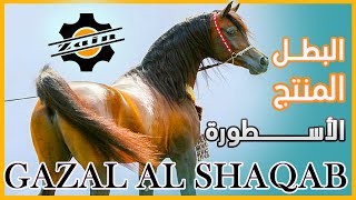 الخيل العربي الأصيل | الأسطورة الحية غزال الشقب أبو الأسطورة مروان الشقب |  Gazal Al Shaqab