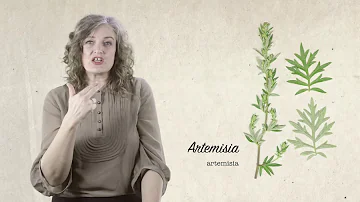Quand récolter Artemisia annua ?