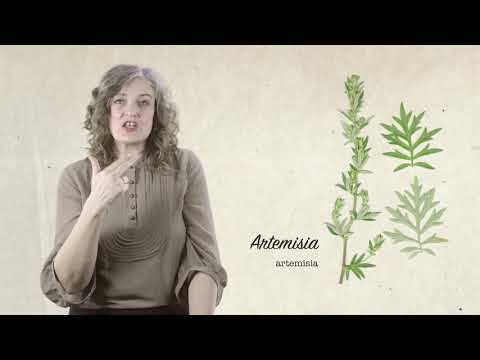 Artemisia – HERB GARDEN COURSE with Rachel Petheram – learningwithexperts com – Freebie 2 of 7
