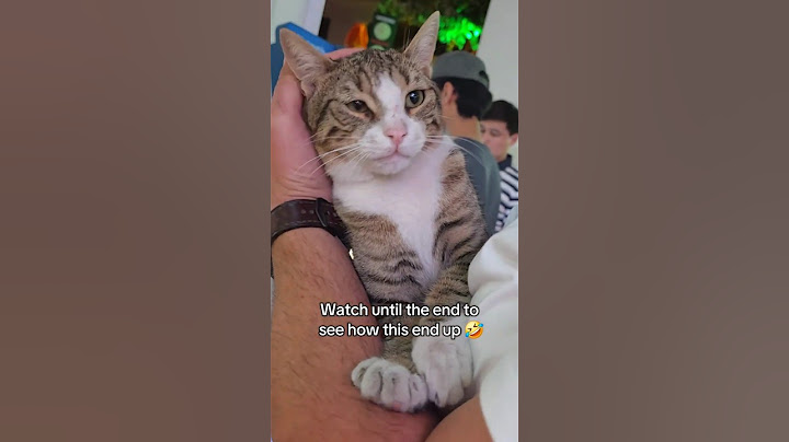 Turis Ini Tak Menyangka Akan Menemukan Teman Berbulu di Istanbul 🐱 #catshorts #istanbul
