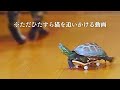 【総集編】爆速なスケボー亀!クサガメ軍曹と猫たち【Super fast skateboard turtle! sergeant and cats】