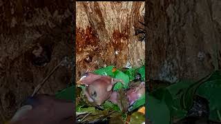 The Baby Died Big Fly Attacked P2