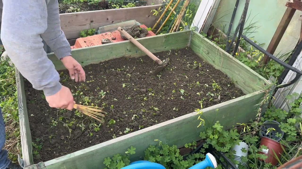 Pimientos verdes italianos. Preparando el hogar para mis pimientos 🫑