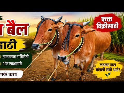 गावरान बैल विकणे आहेत l बैलबाजार पुसद #pusdbailbajar