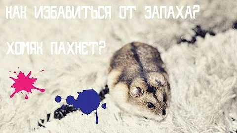 ХОМЯК ПАХНЕТ? | КАК ИЗБАВИТЬСЯ ОТ ЗАПАХА? | KEKC CHANNEL