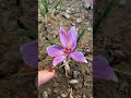 How To Grow Saffron At Home Shorts