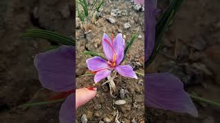 How To Grow Saffron At Home