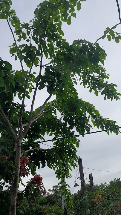 Native Ipil in ph or (Intsia bijuga)