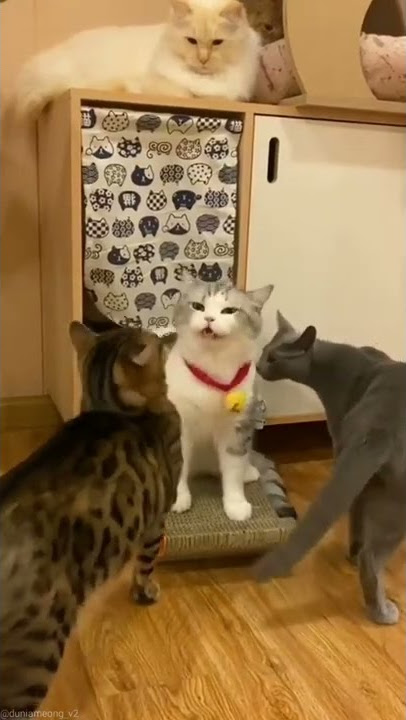 Begini Bunyi Kucing Ketika Bersin