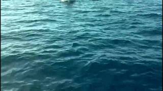 A few Permit..Islamorada Net Worth