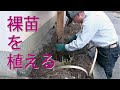 【バラの育て方】木立性バラの裸苗植え付け＝同聚院のユキサン＝