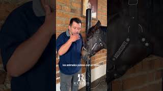 RAMPCO el cuidado de los dientes del caballo