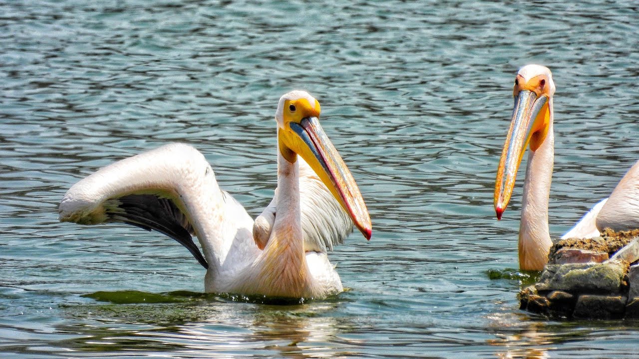 Amazing Great white Pelicans rare bird Superzoom nikonp950 wildlife 