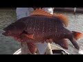BIG Mangrove Jack Fishing Gold Coast Sunshine Coast