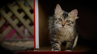 Kittens Boxes Are The Best Things Ever