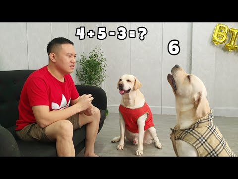 Video: 3 mẹo để dạy chó tha mồi Labrador của bạn chơi Fetch